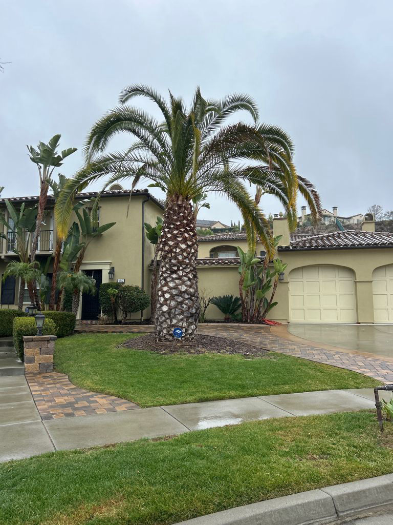 Phoenix canariensis | 02-12-2025