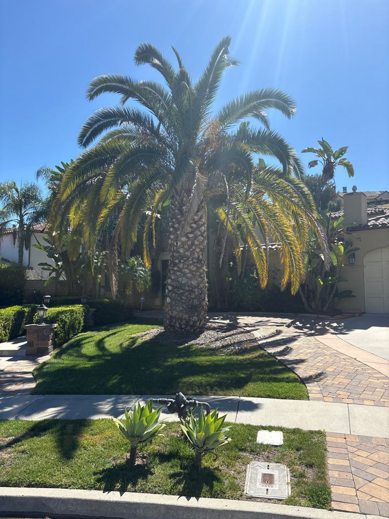Phoenix canariensis | 03-25-2026