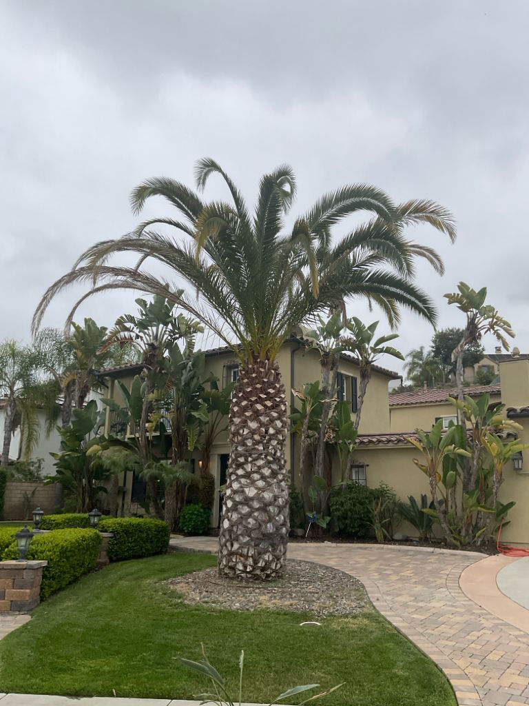 Phoenix canariensis | 05-09-2024