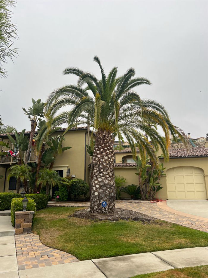 Phoenix canariensis | 07-15-2025