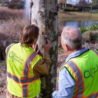 Tree care