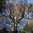 sudden oak death