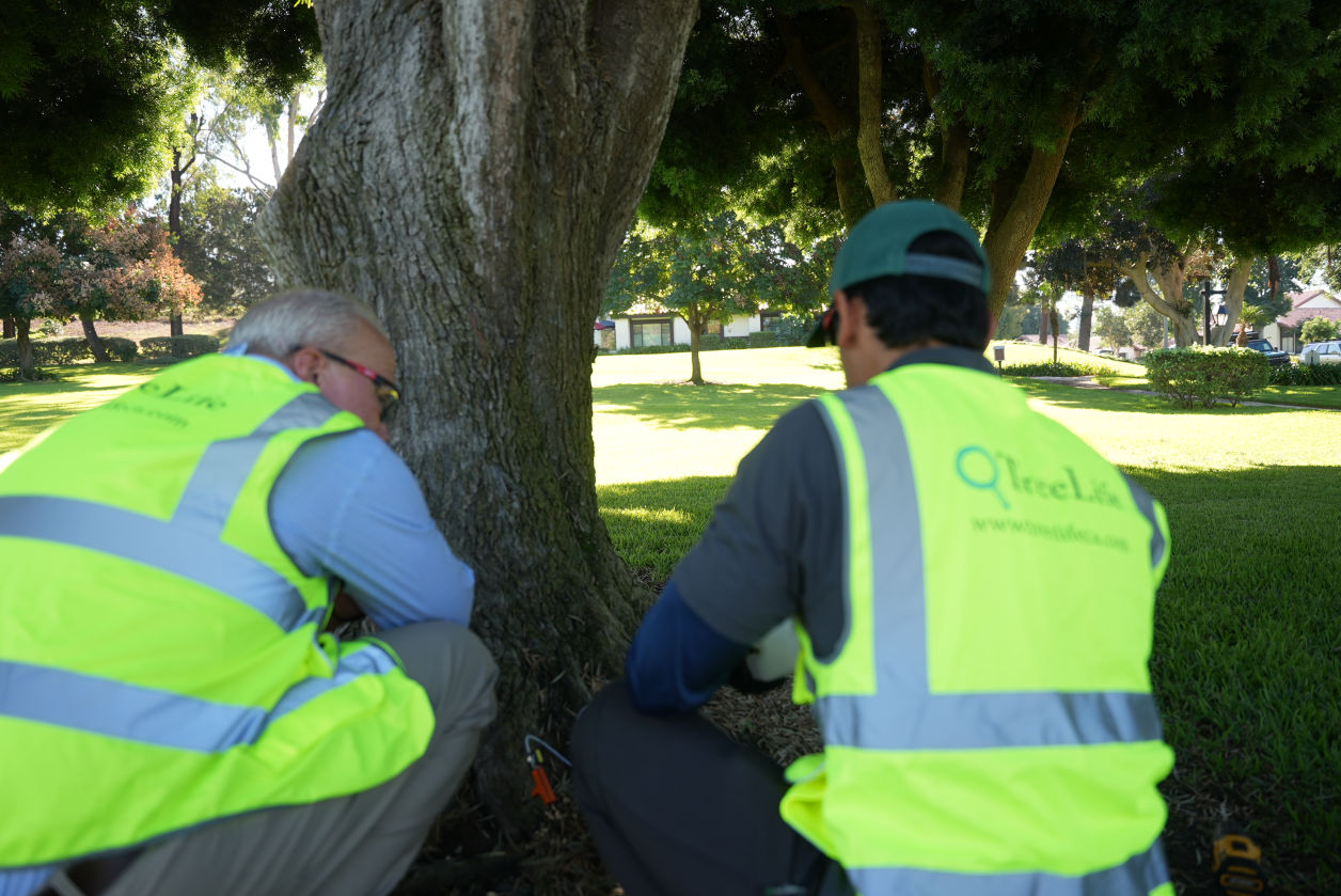 Tree Care Specialists Southern California