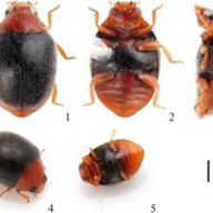 invasive shot hole borer