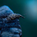 South American Palm Weevil