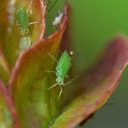 Aphids