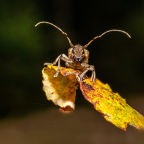 longhorn borer