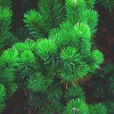 Growth regulator