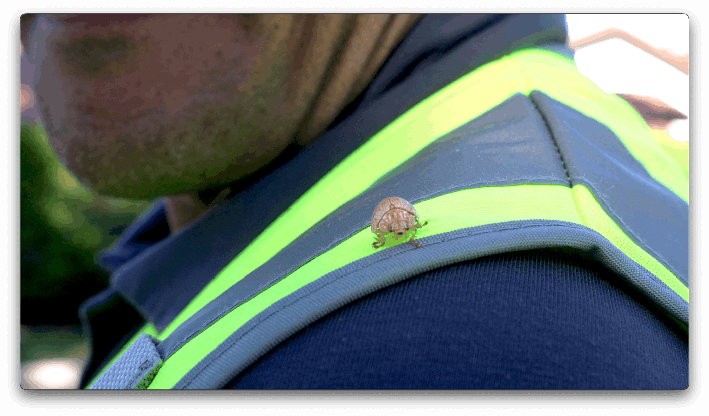 Tree Pest Control Plans in Southern California