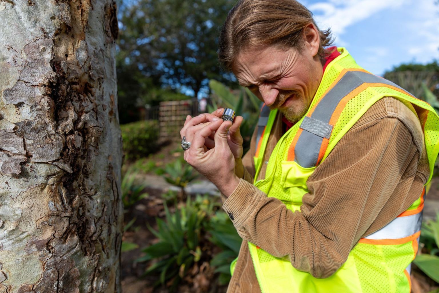 Tree Health Assessment: What to Expect