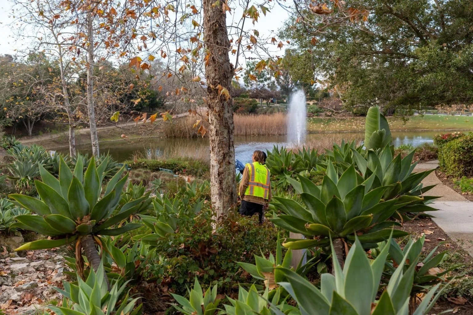Deep-Root Watering After Summer: Protect Your Trees