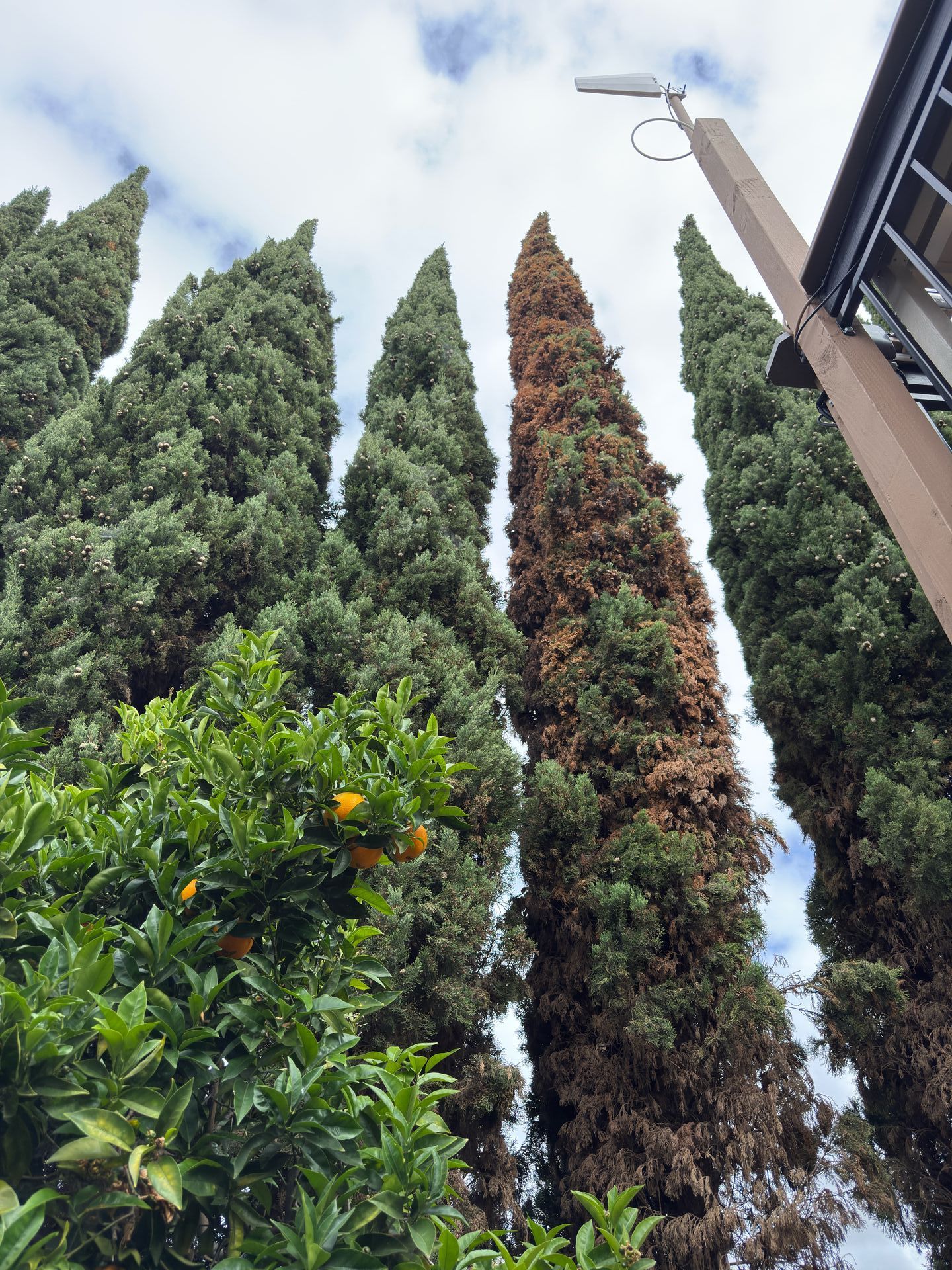 Tree Protection Plans for Construction Projects: Why They Matter