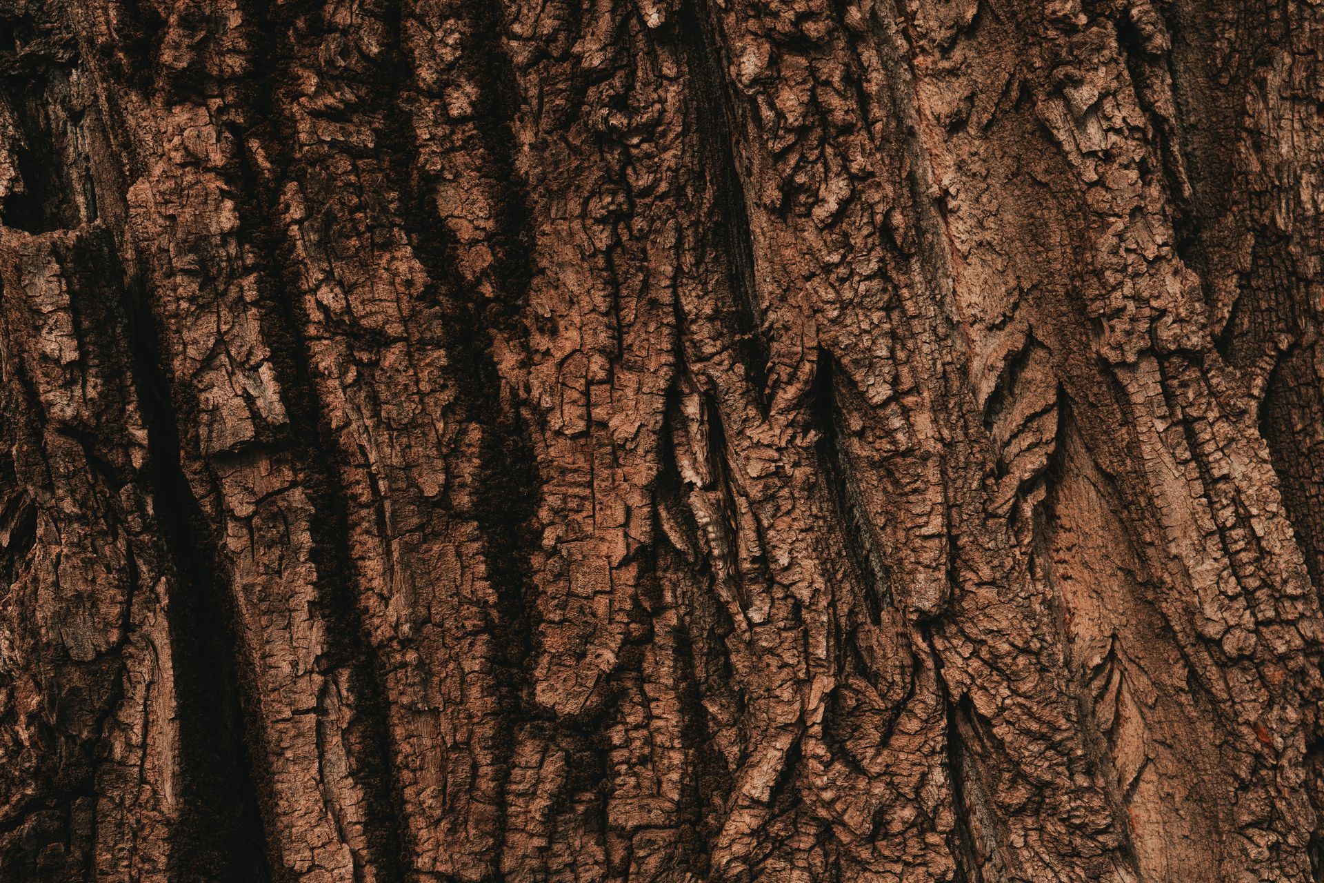 Why Trees Decline in Southern California: The Most Common Causes