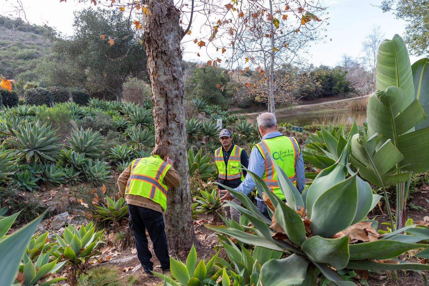 Tree Assessment Cost