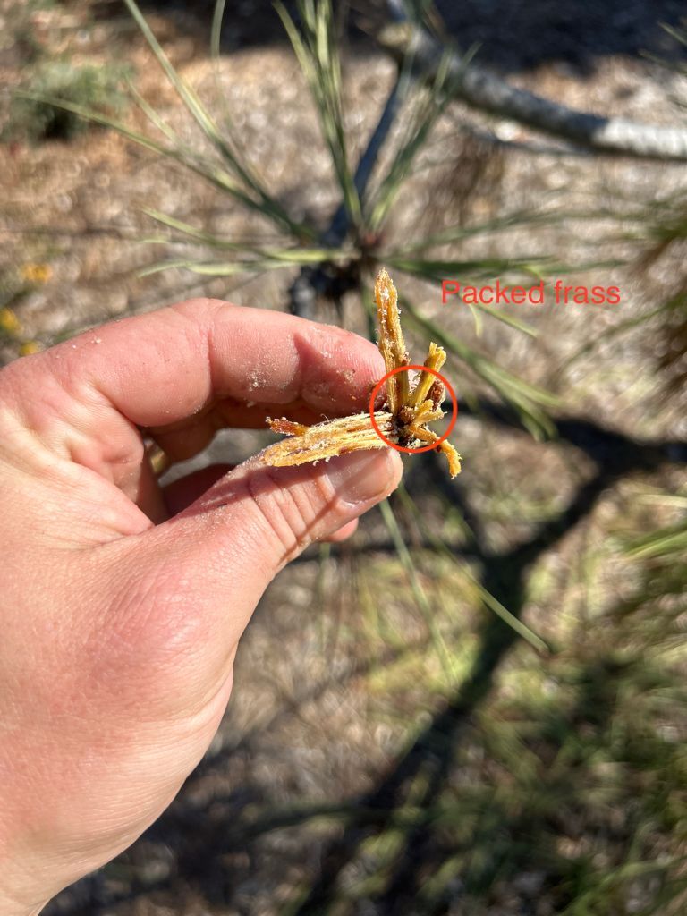 The Battle for Torrey Pines: Bark Beetles and Pine Pitch Canker in San Diego