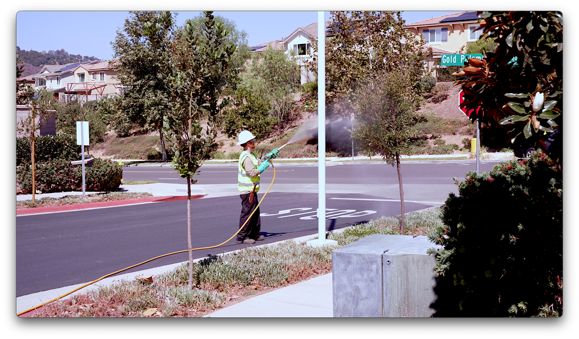 What Is Tree Insect Management? A Guide for Southern California Trees | TreeLife CA