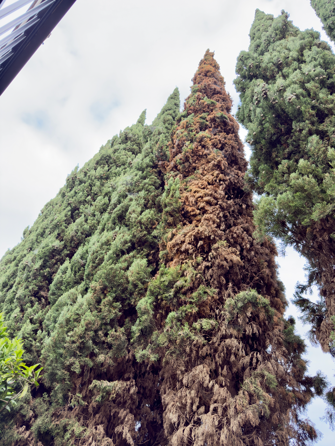 How Do Arborists Diagnose Tree Problems? | TreeLife CA