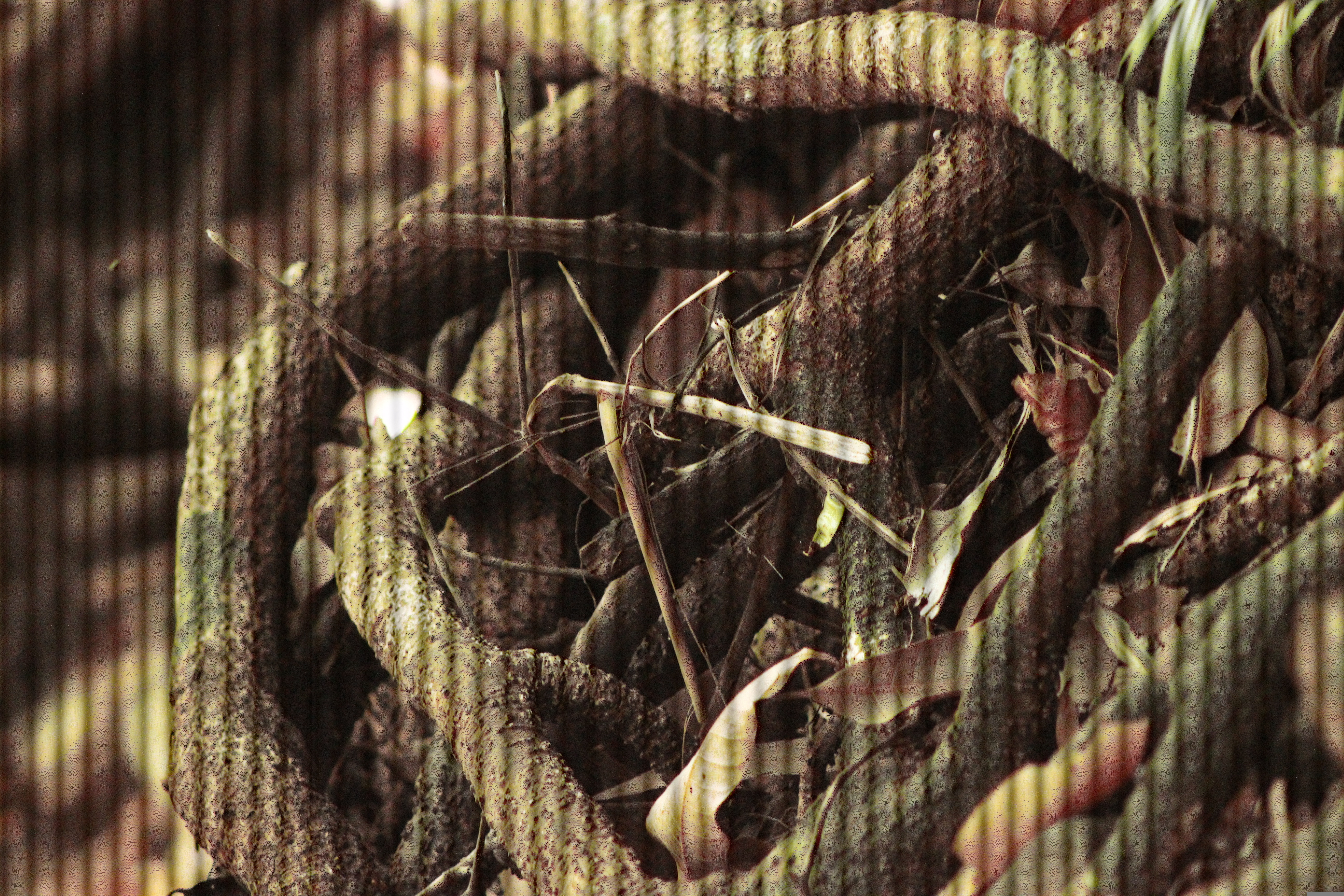 Why Tree Roots Grow Where They Do | TreeLife CA