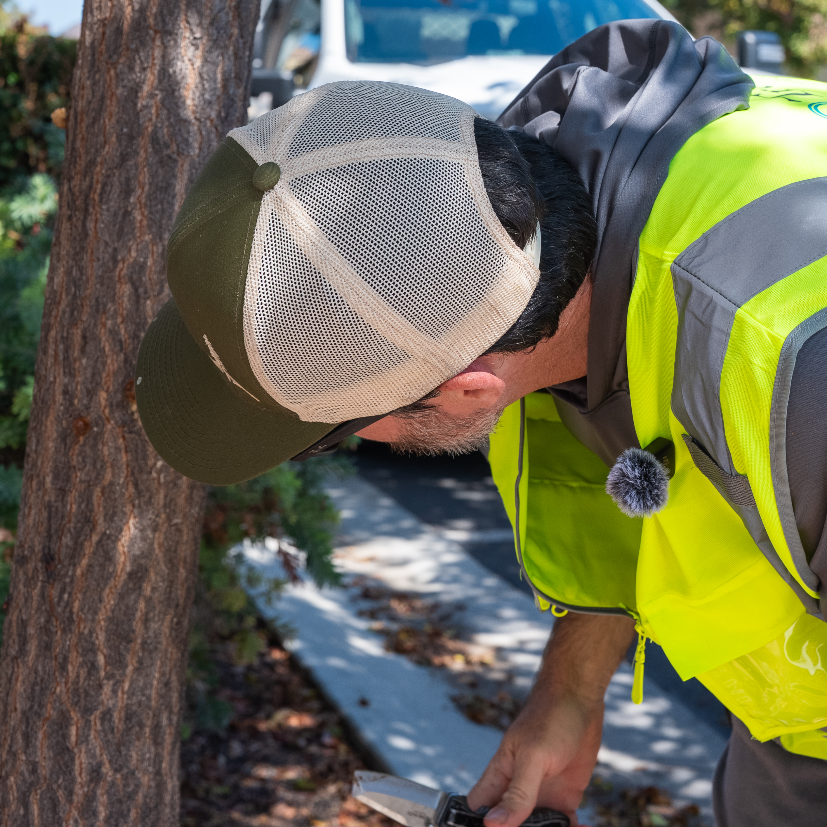 How Do Arborists Diagnose Tree Problems?