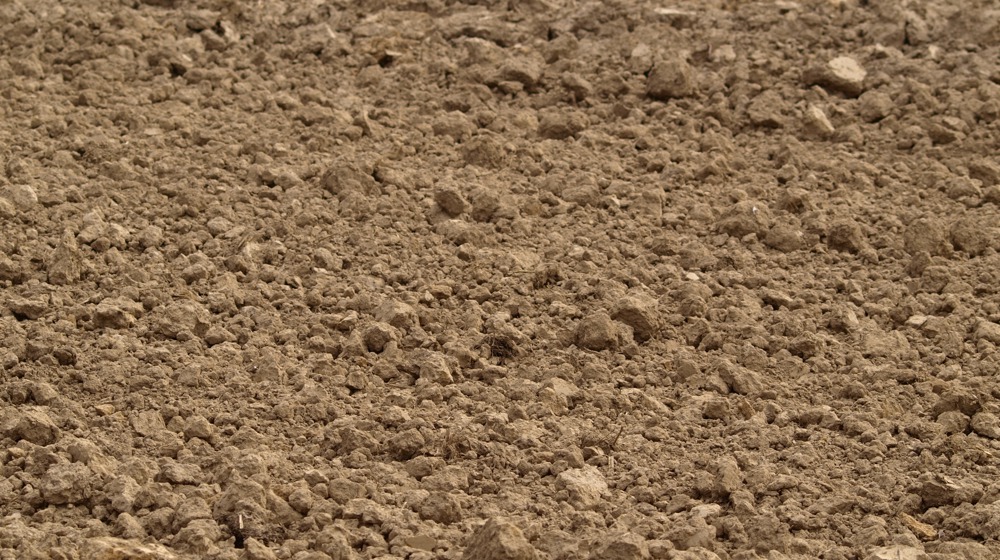 How Soil Compaction Affects Tree Roots and Long-Term Health | TreeLife CA