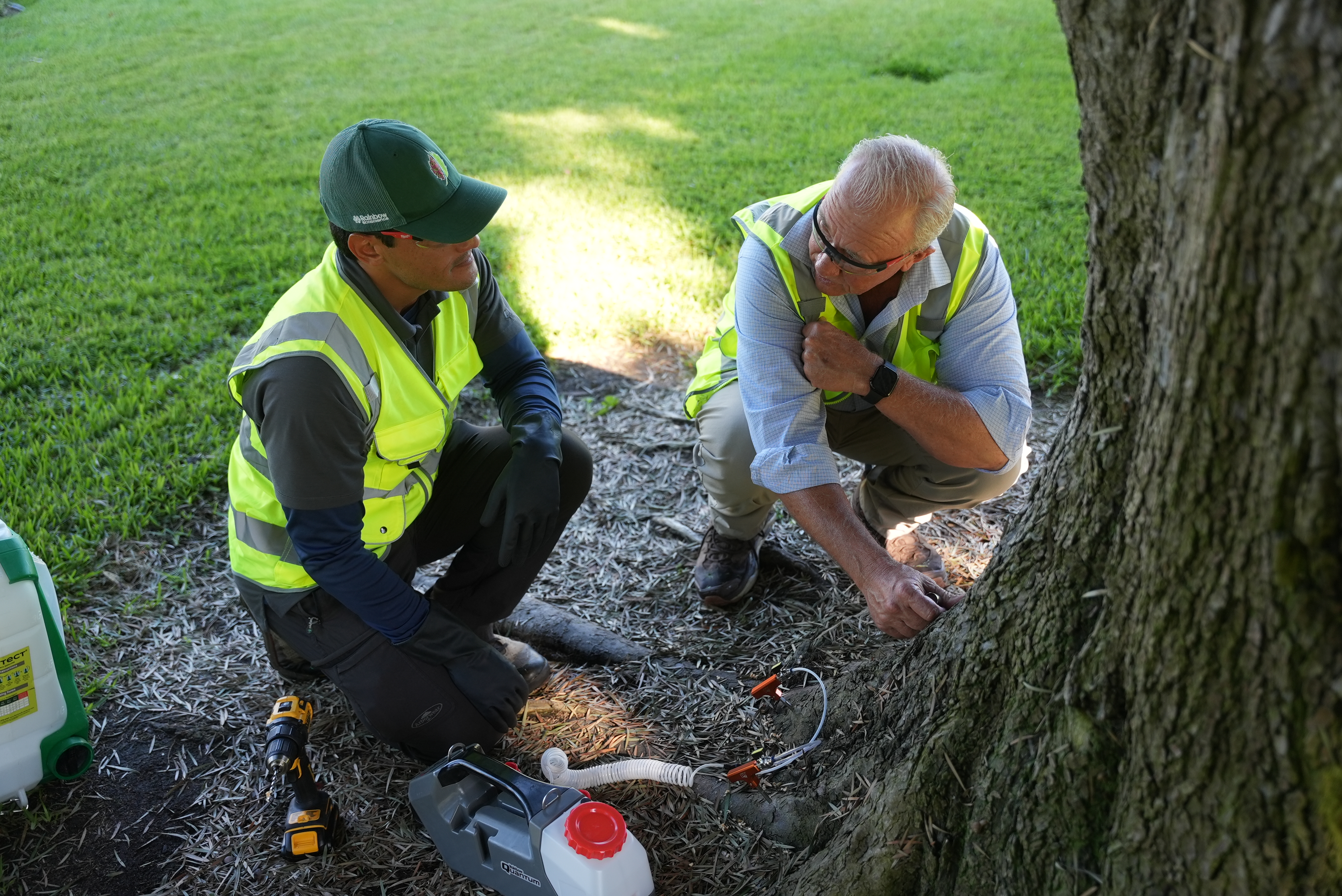 What Is a Tree Survey and When Do You Need One? | TreeLife CA