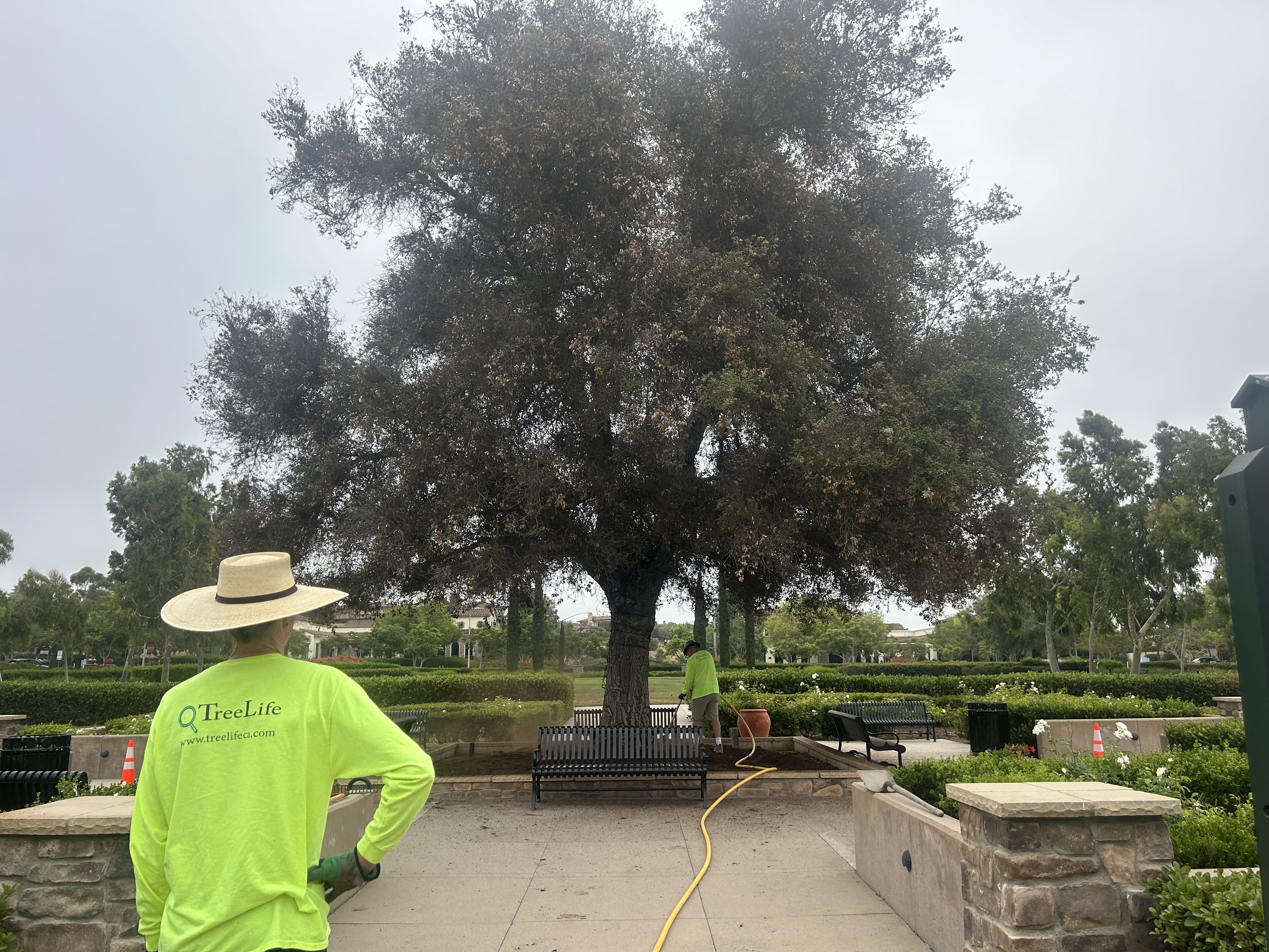 Tree Inspection vs. Tree Health Assessment: What's the Difference? | TreeLife CA