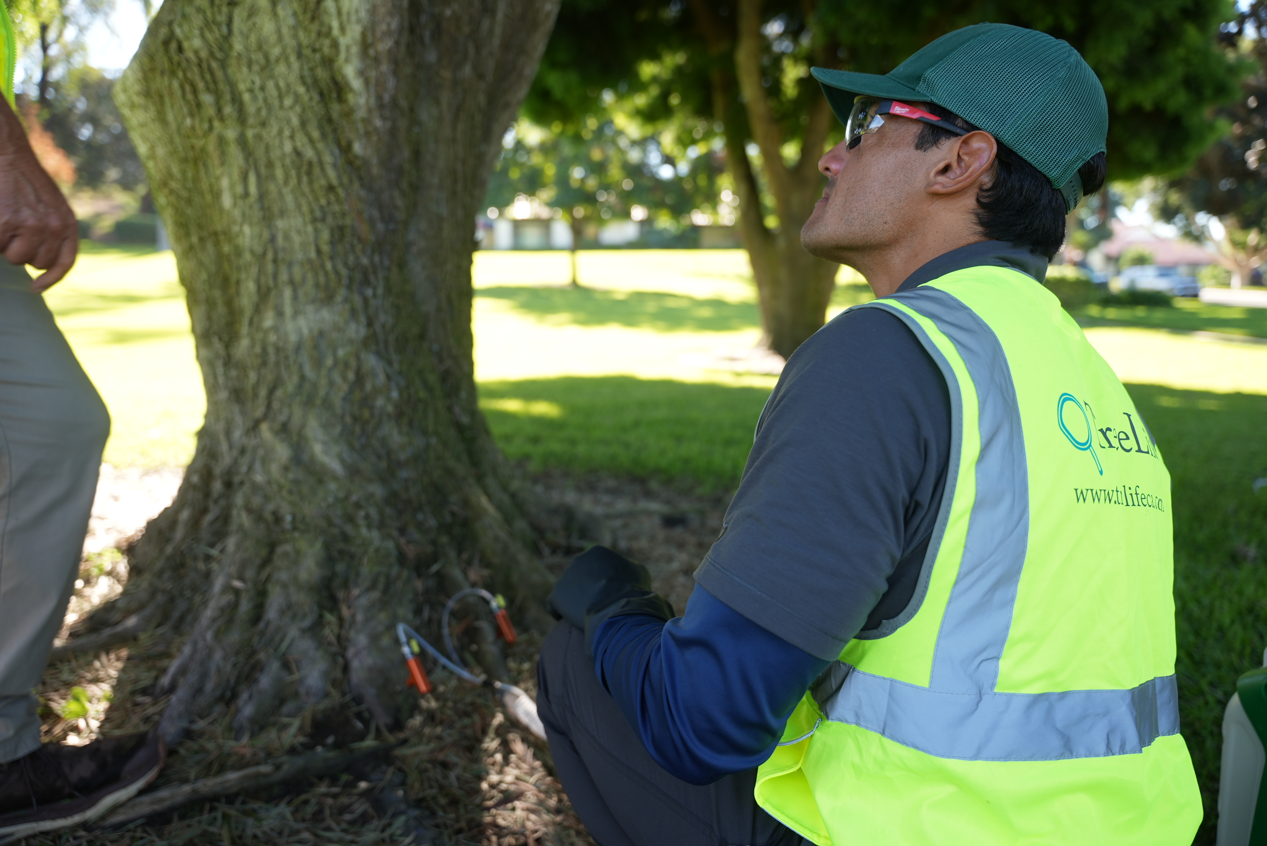How Southern California's Climate Affects Tree Health Year-Round | TreeLife CA